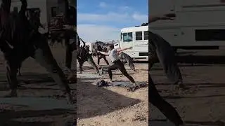 #nomadland