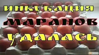 Инкубатор Блиц 48Ц,вывод маранов.