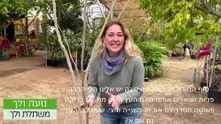 משתלת ולך-איך בודקים אם העץ חי