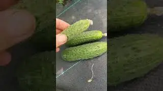 гибрид огурца АУРА