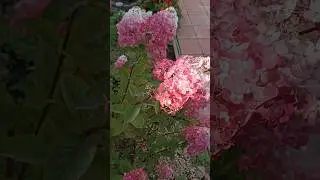 Самарская Лидия. Отличительные признаки сорта. 04.08.24.