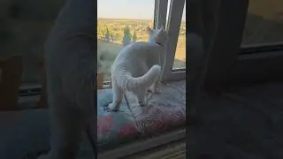 Запах свободы