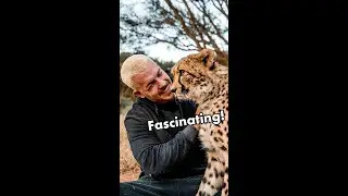 2 FASCINATING FACTS ABOUT CHEETAHS! 