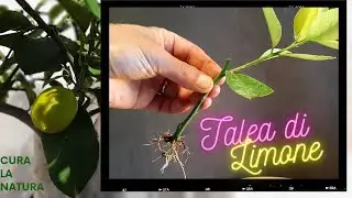 TALEA DI LIMONE facile e veloce. Come fare la talea Iimone
