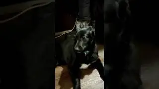 Собака Обиделась, что не взяли гулять.