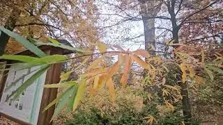 Quercus phellos dub čárkolistý