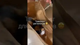 WB арт 212871776 переноска #shorts #wb #обзор #распаковка #wildberries #cat #находки #ozon #котики
