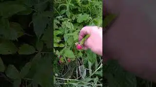 Лесная малина как огородная.