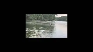 Nature Love 💕🐥🦆