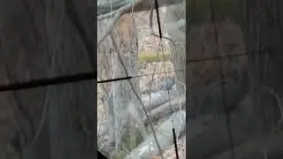 Hunting Squirrel 22 Long Rifle Hollow Point