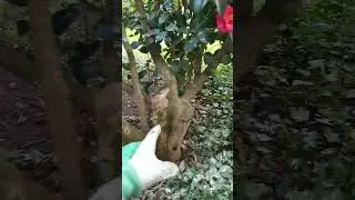 La resilienza della Camelia