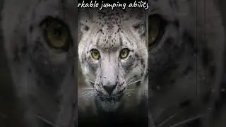 Mountain Ghost Moves: How Snow Leopards Stay Unseen #shorts