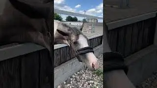 ЛОШАДКИ / КОННЫЙ КЛУБ / Катаемся на лошадках 