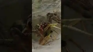 I’m so glad to not be an insect right now 😮‍💨 