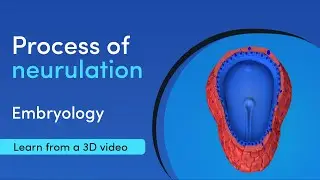 What are the steps in embryology neurulation | Medimagic | Best App for Medical Student