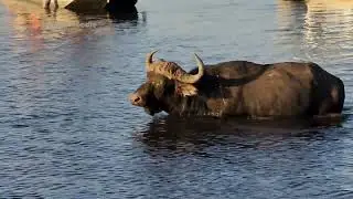 African buffalo crossing the Chobe River 🌿🐃