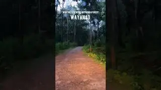 What we saw in Muthanga forest ? Forest drive wildlife movement Wayanad