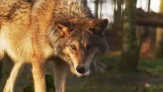 Wildlife  Free Nature animals Videos