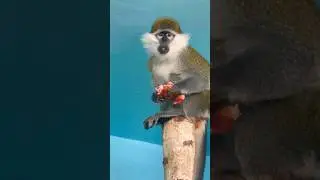 Переходим на фрукты и овощи- готовимся к лету