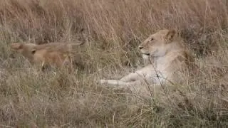 Lion cubs play when Martial Eagle attempts snatch 1223 - Kicheche Mara Camp, Mara North Conservancy