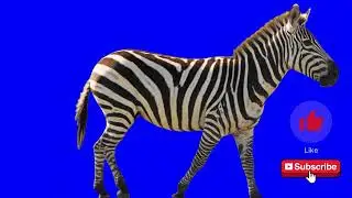 Zebra Walking – Green Screen VFX in 4K (MP4 + Transparent MOV)