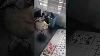 Hedgehog at Work: Tiny Desk Job with Glasses!