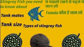 The Secret Life of Exotic Stingray Fish Revealed