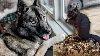 Does the Squirrel Talk to my Husky?