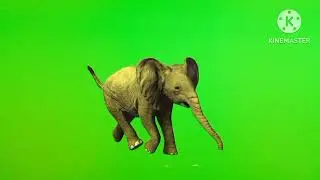 #Walking #Elephant #GreenScreen #Running Elephant. 1st Video