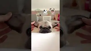 Yoda, Frenchie or PUG? 🐶💚 