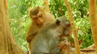 Rose Do Grooming For Mom Jane, Baby Janna Try Walk Use Left Leg