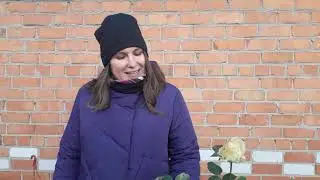 укрытие роз, легкий способ (