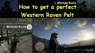 RDR2 How to get a perfect Western Raven Pelt