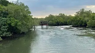 Trip to Sungei Buloh Wetland Reserve