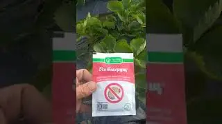 Клубника спасена от вредителей.