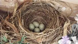 Black Bird Nesting in Warwickshire 2020 04  26 Highlights from above