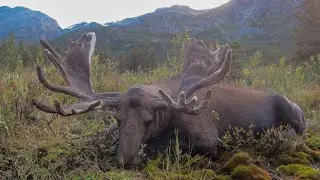 Early Season Canadian Moose Hunt