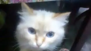 ОБЗОР НА ОГРАДУ И НА ДОМ