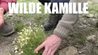 Wilde Kamille (Matricaria chamomilla) Wild chamomile