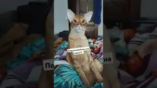#интересно #cat #смешно #кот #лекс #catlover #котики #котик #тренд #funny #топ #ориентал #любовь