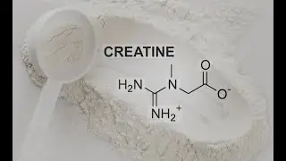 CRÉATINE SES BIENFAITS POUR L'ENTRAINEMENT EN MUSCULATION ET BODYBUILDING