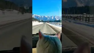 Алтай. Какая всё таки красота. #алтай #кот #автопутешествие #горныйалтай #shorts #travel