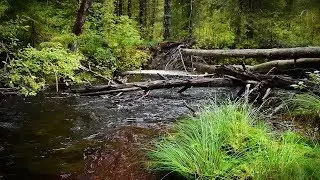 Лесной стороною - Лесная речка (Релакс видео)