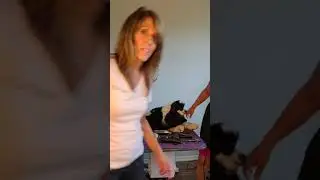 Cocker Spaniel Grooming for Show