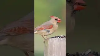 Female Cardinal Feeding  #shorts #birds #birding #birdslover #birdphotography #bird