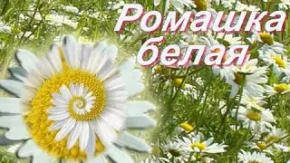 Ромашка белая