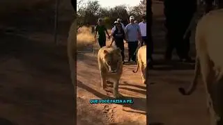 THE CHEAPEST SAFARI IN AFRICA: LIONS ON THE LOOSE, A STICK, AND A MAMBA ON MY PILLOW!