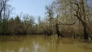 Ivory-billed Woodpecker: Boat Ride up English Bayou