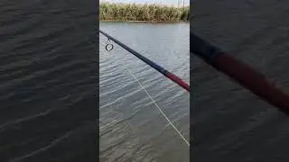 Осенний спиннинг!!! #рыбалка #рыбалканадону #фидер #карп #сазан #fishing #амур
