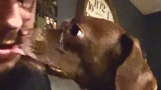 Back Door Dog Cam #5